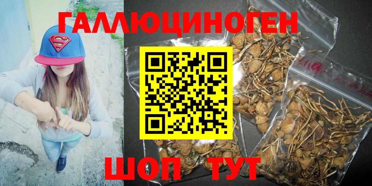 купить наркотики цена  Вход с VPN  Новокузнецк  Галлюциногенные грибы Psilocybe 
